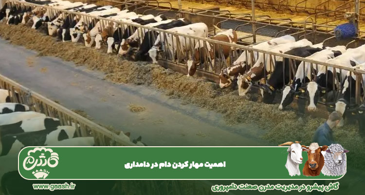 اهمیت مهار کردن دام در دامداری