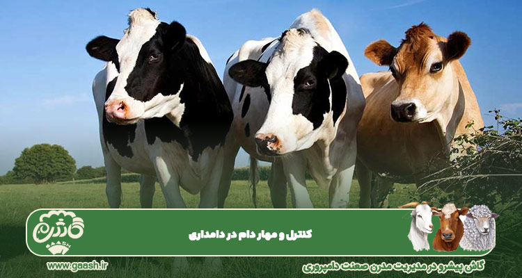 مهار کردن دام