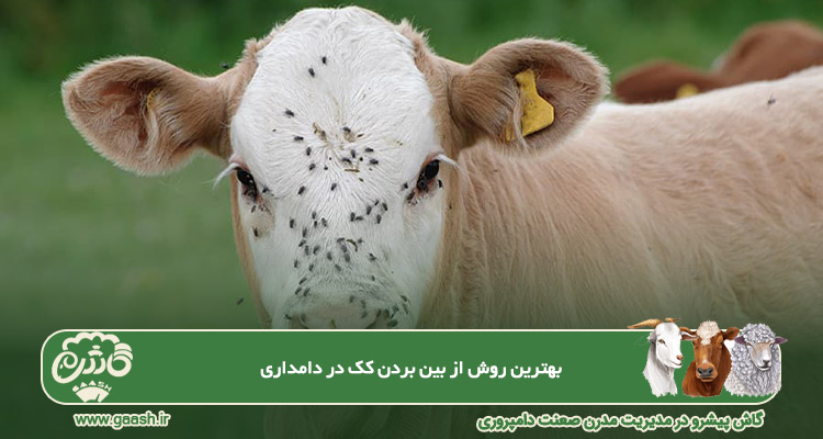 بهترین روش از بین بردن کک در دامداری