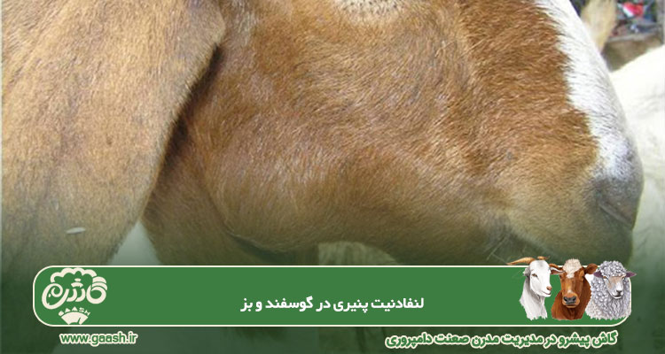 لنفادنیت پنیری در گوسفند و بز