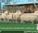 حمام سم