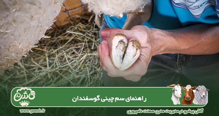 راهنمای سم&zwnj; چینی گوسفندان