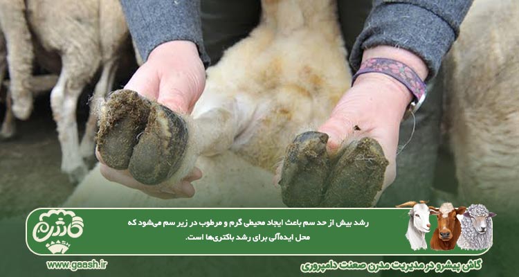 مهم&zwnj;ترین مزایای سم&zwnj;چینی منظم گوسفند