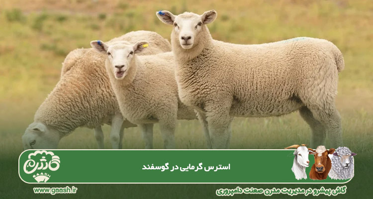 استرس گرمایی در گوسفند