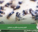 کنترل مگس در دامداری