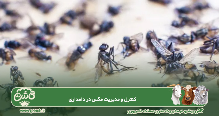 کنترل مگس در دامداری
