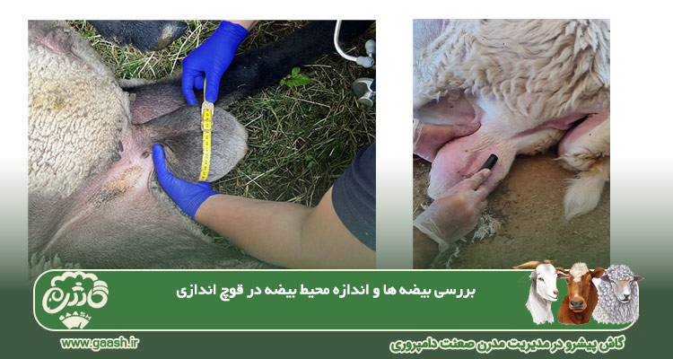 - بررسی بیضه&zwnj;ها و اندازه محیط بیضه در قوچ اندازی