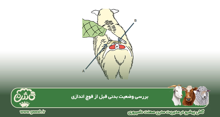 آماده&zwnj;سازی میش&zwnj;ها برای قوچ&zwnj; اندازی