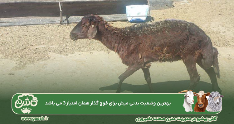 وضعیت بدنی میش در قوچ نخوردن میش
