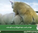 دوره قوچ&zwnj; گذاری در گوسفند