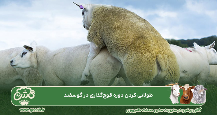 دوره قوچ&zwnj; گذاری در گوسفند