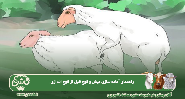 راهنمای آماده&zwnj;سازی میش و قوچ قبل از قوچ اندازی