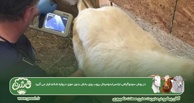 سونوگرافی ترانس&zwnj;ابدومینال