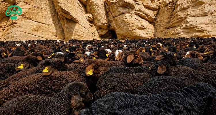 بهترین وضعیت بدنی میش برای فلاشینگ