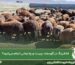 فلاشینگ در گوسفند