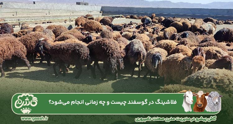 فلاشینگ در گوسفند