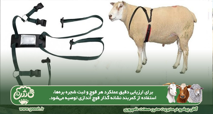 مدیریت قوچ اندازی با کمربند مخصوص گاش