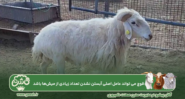 قوچ نخوردن میش