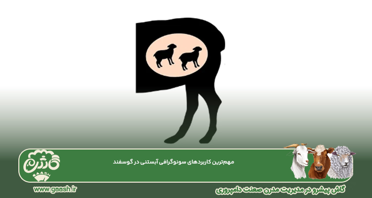 مهم&zwnj;ترین کاربردهای سونوگرافی آبستنی در گوسفند