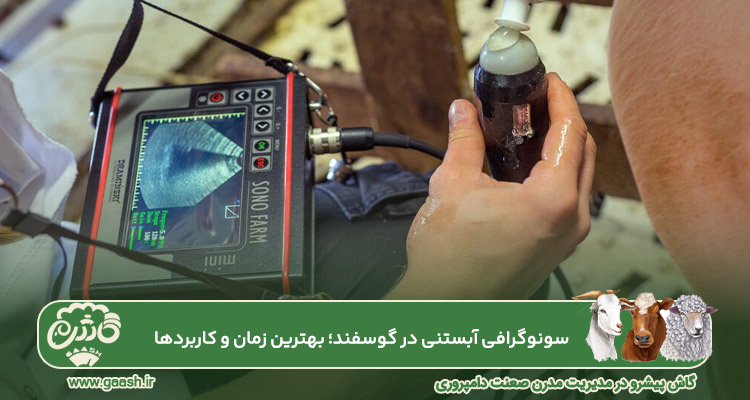 سونوگرافی آبستنی در گوسفند