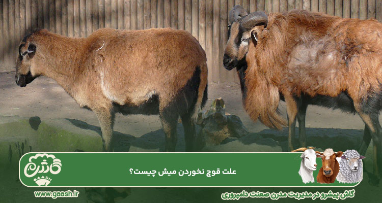 قوچ نخوردن میش