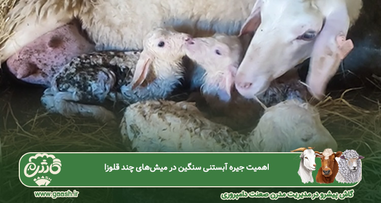 اهمیت جیره آبستنی سنگین در میش&zwnj;های چند قلوزا 