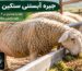 جیره آبستنی سنگین گوسفند و میش