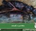 سقط جنین در گوسفند