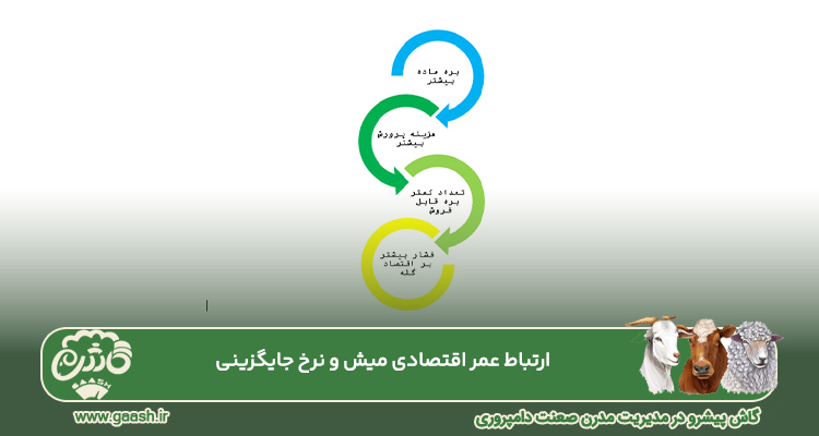 ارتباط عمر اقتصادی میش و نرخ جایگزینی