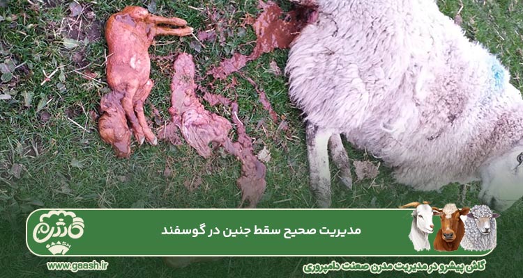 مدیریت صحیح سقط جنین در گوسفند