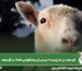 گوسفند ژن دار