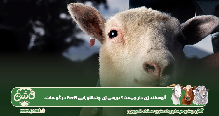 گوسفند ژن دار