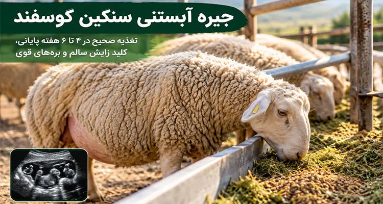 جیره آبستنی سنگین گوسفند و میش