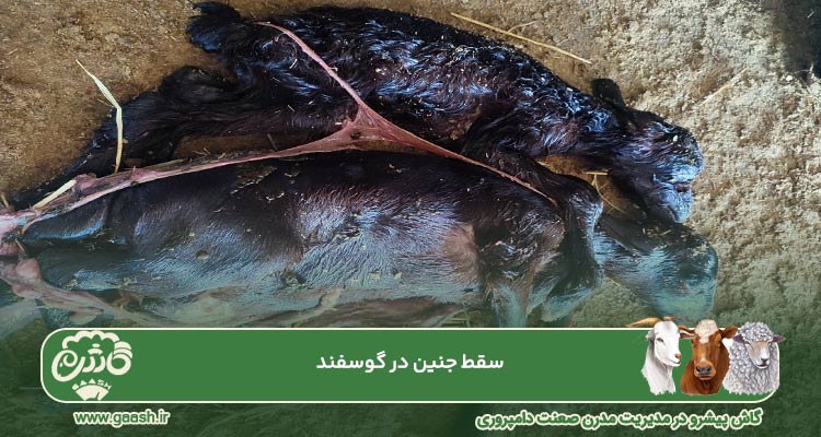 سقط جنین در گوسفند