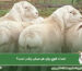 نسبت قوچ به میش