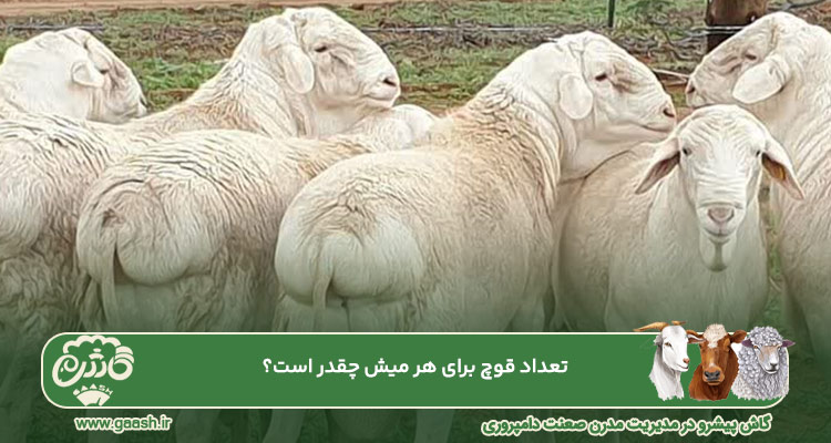 نسبت قوچ به میش