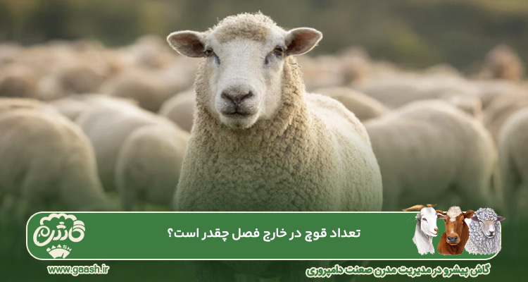 تعداد قوچ در خارج فصل چقدر است؟